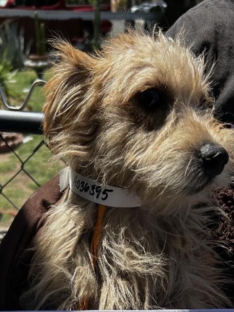 Adoptable Dog