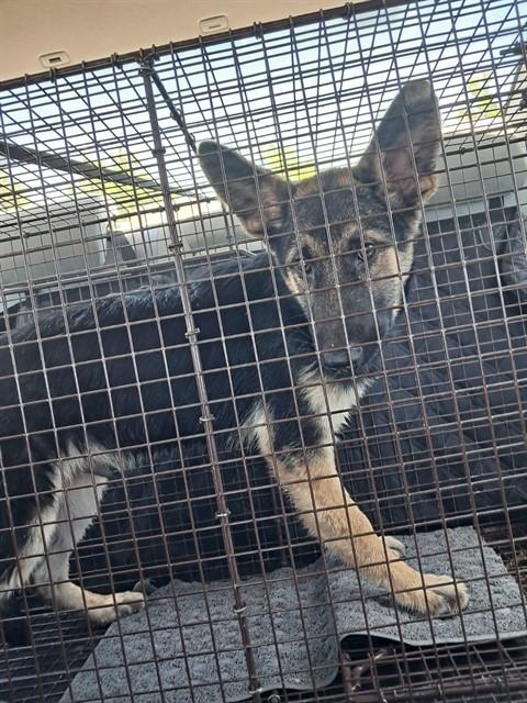 Adoptable Dog
