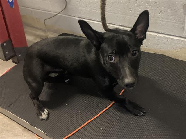 Adoptable Dog