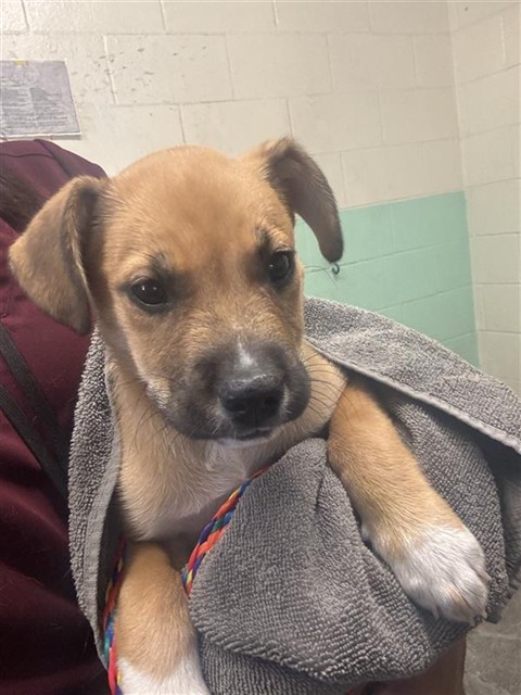 Adoptable Dog