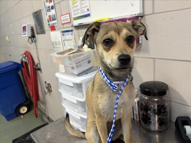 Adoptable Dog