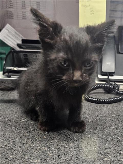 Adoptable Cat