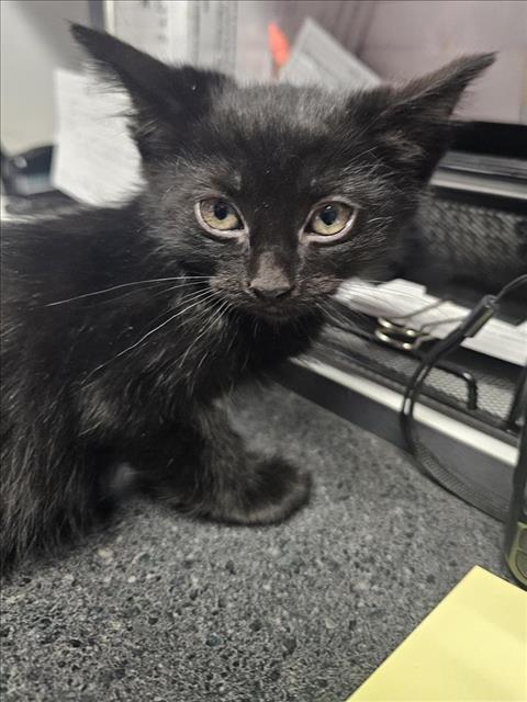 Adoptable Cat