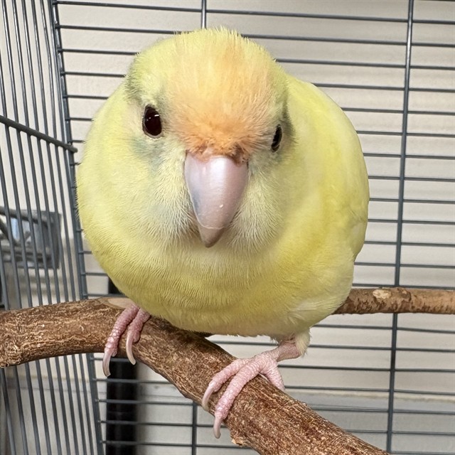 Melon