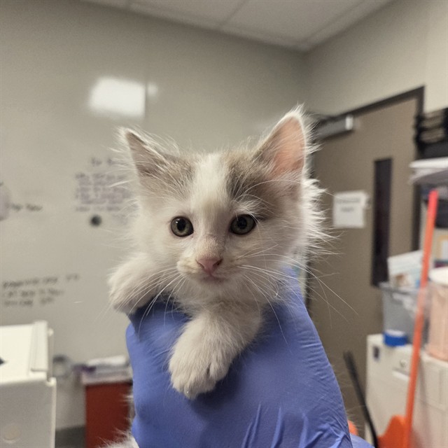 Adoption Pending