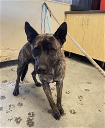 Adoptable Dog
