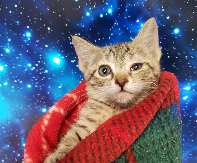 Cincinnati Bengal