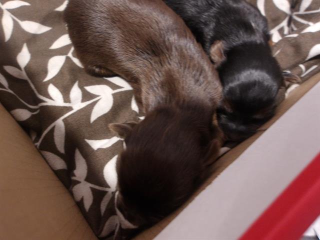 Adoptable Dog