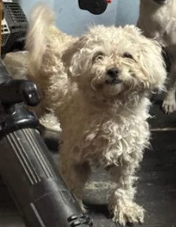 Adoptable Dog