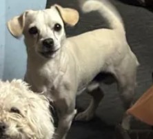 Adoptable Dog