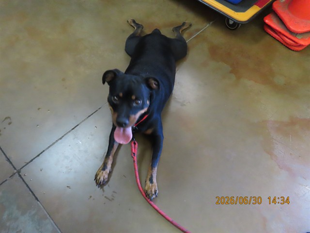 Adoptable Dog