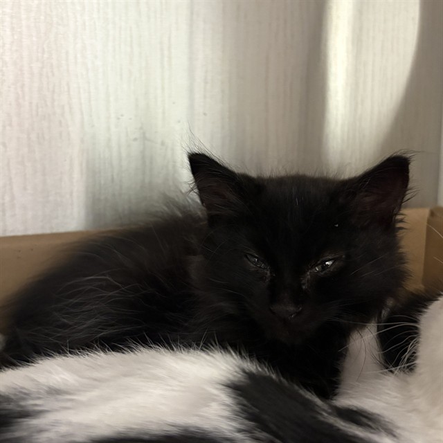 Pip