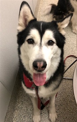 Shasta
