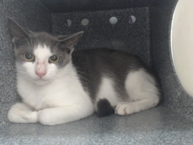 Adoptable Cat