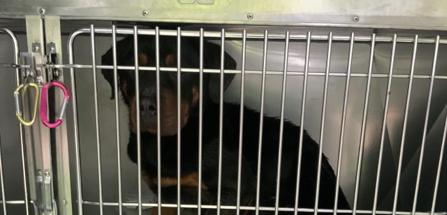 Adoptable Dog