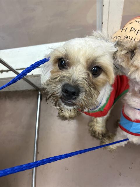 Adoptable Dog