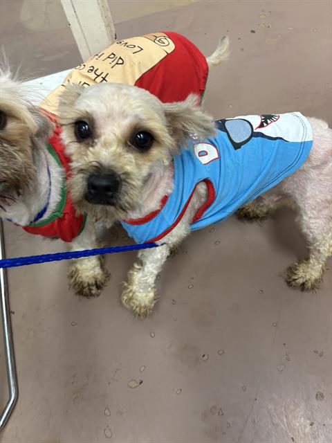 Adoptable Dog