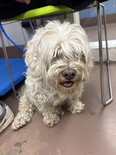 Adoptable Dog