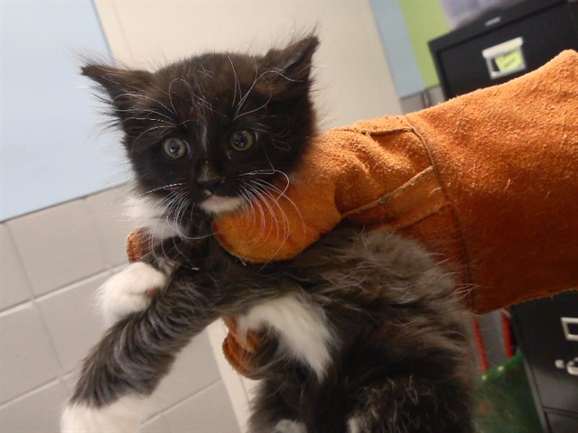 Patootie
