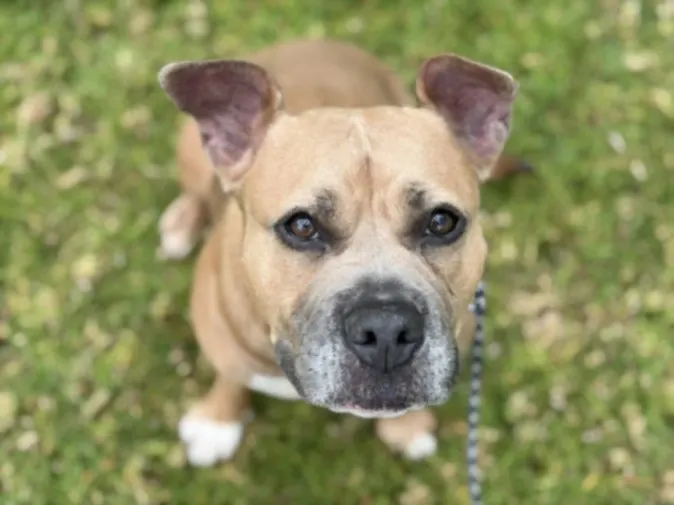 Nova