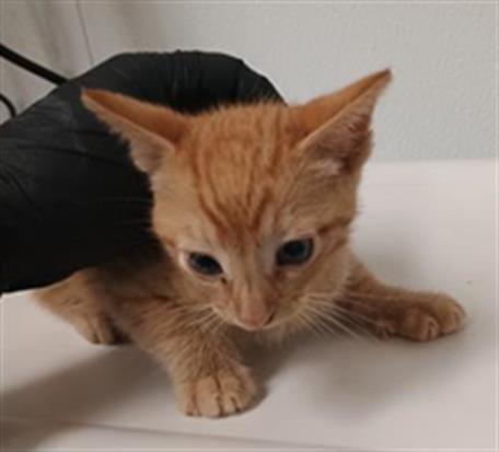 Adoptable Cat