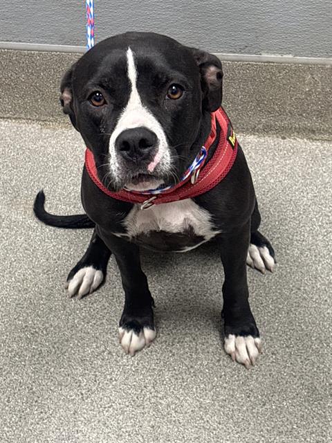 Stella