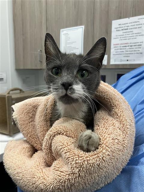 Adoptable Cat
