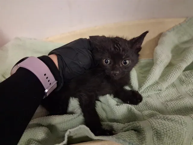Adoptable Cat