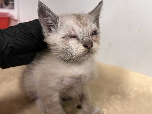 Adoptable Cat