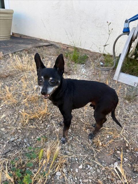 Adoptable Dog