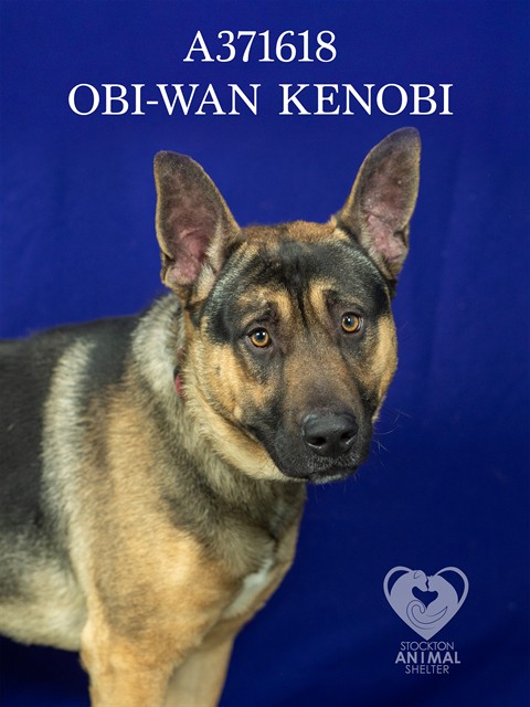 Obi Wan-Kenobi