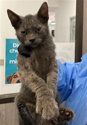 Adoptable Cat
