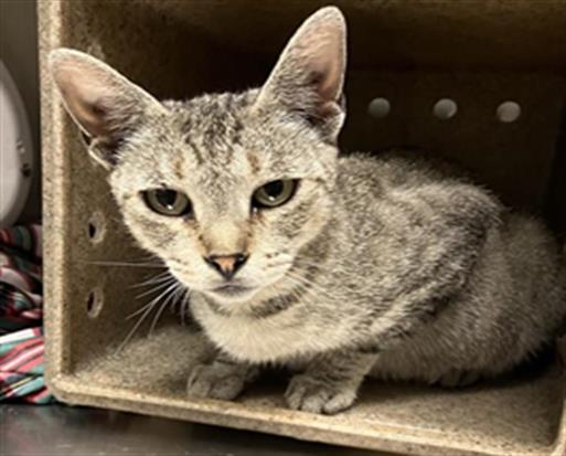 Adoptable Cat