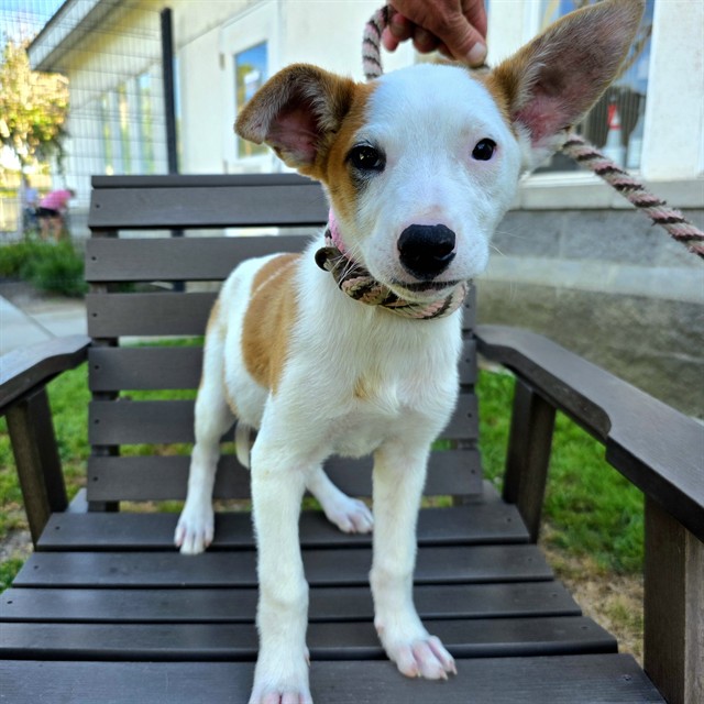 *Fawn