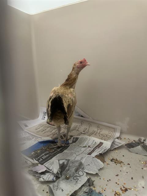*Kiwi