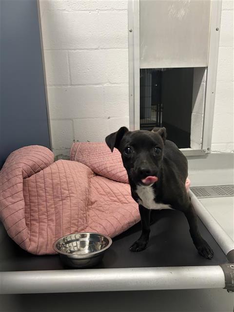 Adoptable Dog