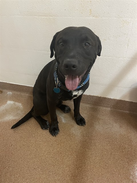 Mr. Pibbles