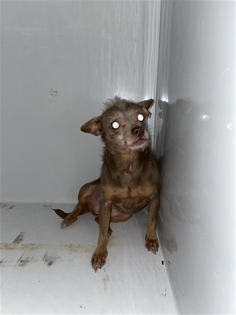 Adoptable Dog