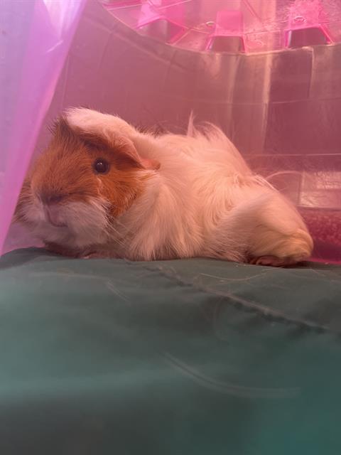 Theodore