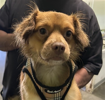 Adoptable Dog