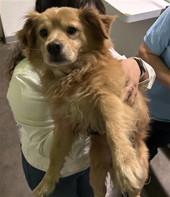 Adoptable Dog