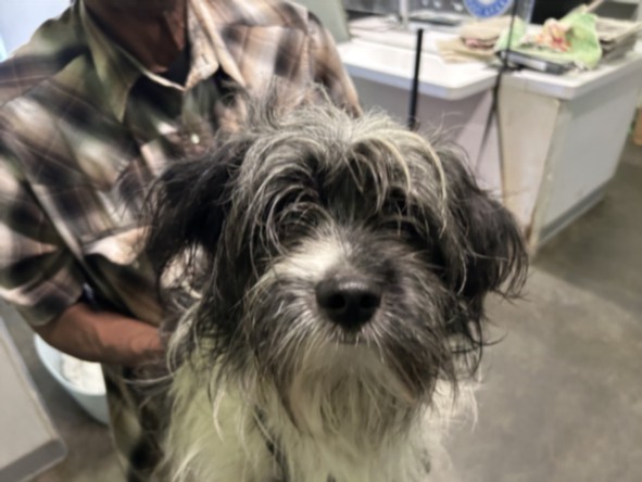 Adoptable Dog