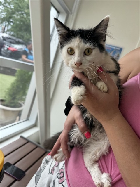 Mochi