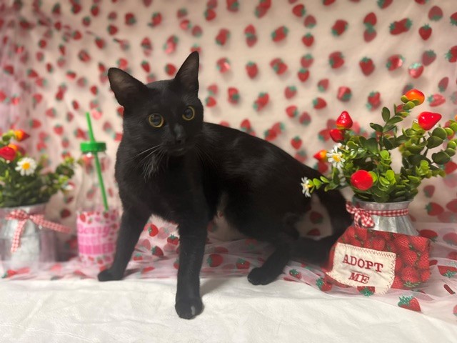 Salem