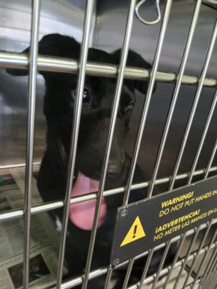 Adoptable Dog