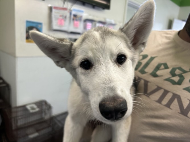 Adoptable Dog