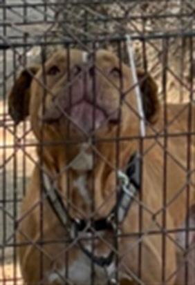 Adoptable Dog