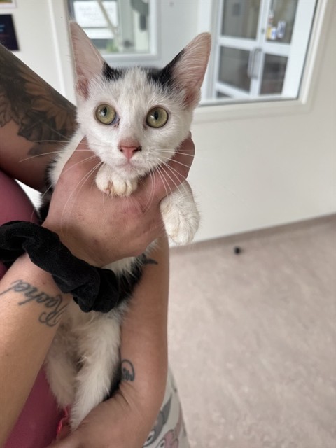 Pixel