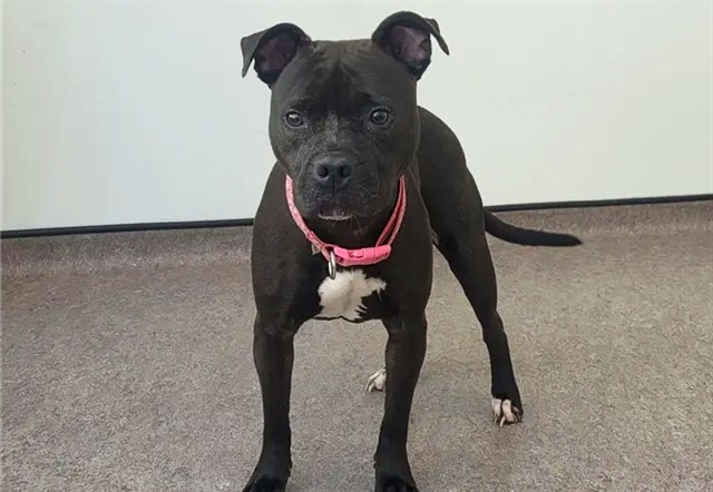 Xena