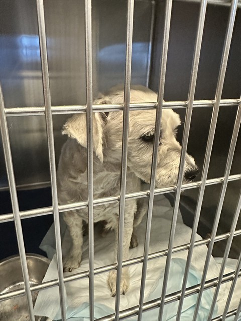 Adoptable Dog